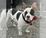 Small American Bulldog