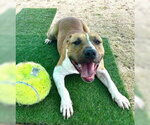 TURKEY - Male American Pit Bull Terrier-Unknown Mix Dog for Adoption - Small photo