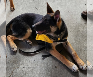 Bea - Female German Shepherd Dog Dog for Adoption - Photo #2