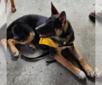 Small #1 German Shepherd Dog