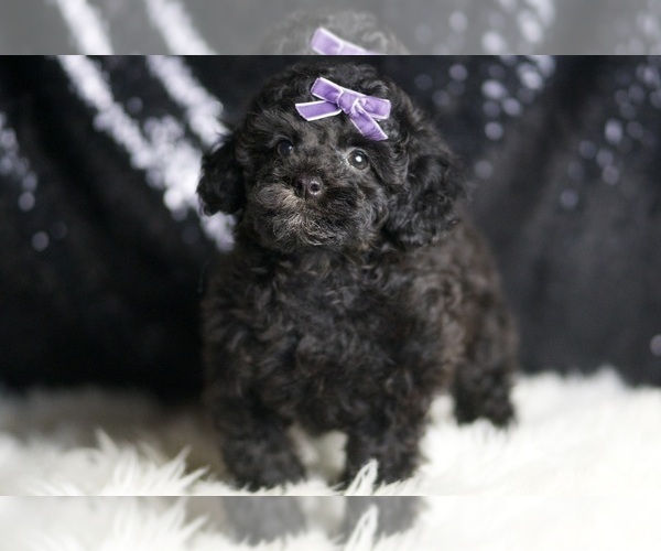 Medium Photo #6 Poodle (Toy) Puppy For Sale in WARSAW, IN, USA