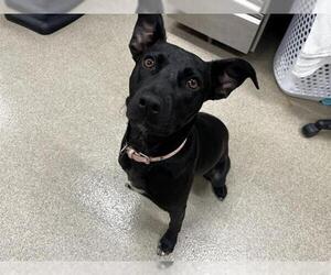 American Staffordshire Terrier-Unknown Mix Dogs for adoption in Grand Prairie, TX, USA