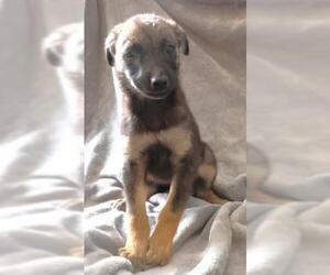 Mutt Dogs for adoption in Thief River Falls, MN, USA