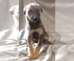 Small Mutt