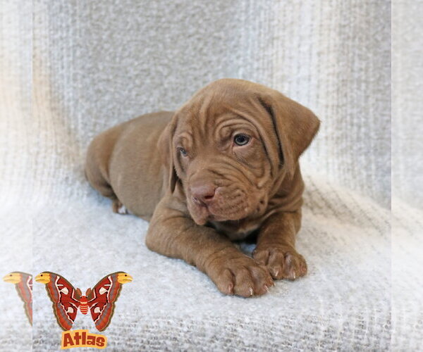 Medium Photo #10 Mutt Puppy For Sale in Wakefield, RI, USA