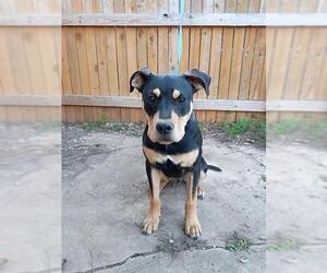 Rottweiler-Unknown Mix Dogs for adoption in San Antonio, TX, USA