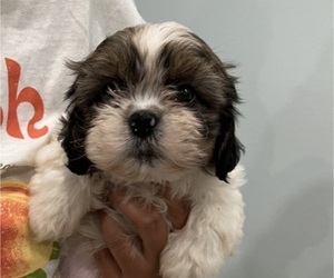 Shih Tzu Puppy for sale in RIVERVIEW, FL, USA