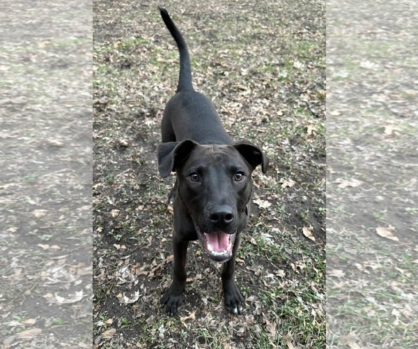 Medium Photo #3 American Pit Bull Terrier-Unknown Mix Puppy For Sale in Minneapolis, MN, USA