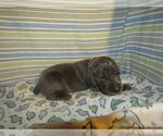 Small Photo #26 Weimaraner Puppy For Sale in LAS ANIMAS, CO, USA