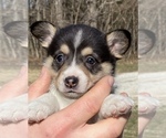 Small Photo #1 Pembroke Welsh Corgi Puppy For Sale in ROLLA, MO, USA