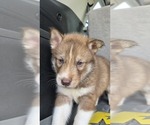 Small #7 Siberian Husky