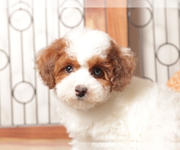 Medium Photo #3 Poodle (Toy) Puppy For Sale in NAPLES, FL, USA