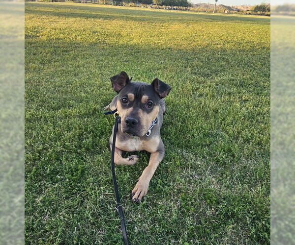 Medium Photo #21 Rus-A-Pei Puppy For Sale in Chandler, AZ, USA