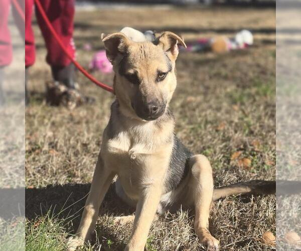 Medium Photo #2 Mutt Puppy For Sale in Yardley, PA, USA