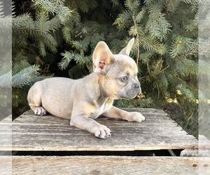 French Bulldog Puppy for sale in MIDDLEBURY, IN, USA