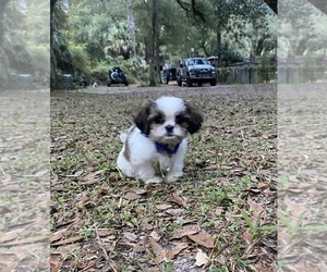 Cava-Tzu Puppy for sale in OCKLAWAHA, FL, USA