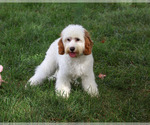Small #3 Cavapoo (Miniature)