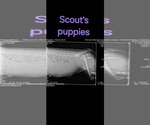 Small #5 Cavapoo-Poodle (Miniature) Mix