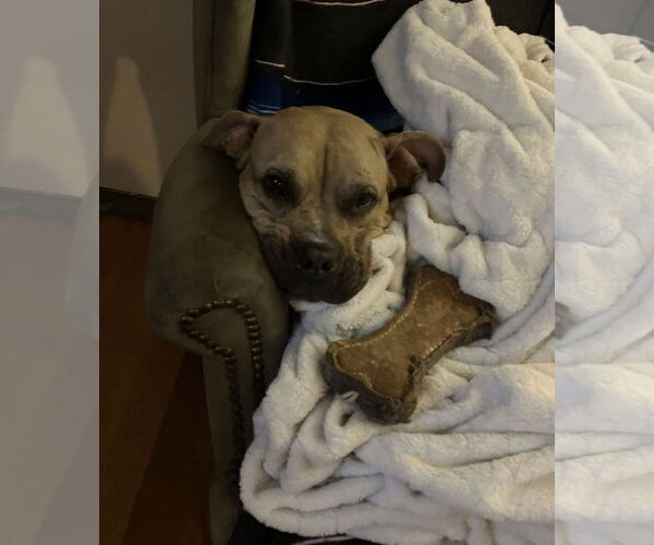Medium Photo #45 Mutt Puppy For Sale in Philadelphia, PA, USA