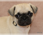 Small Photo #46 Pug Puppy For Sale in WINNSBORO, TX, USA