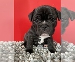 Small Photo #27 French Bulldog Puppy For Sale in NEWARK, NJ, USA