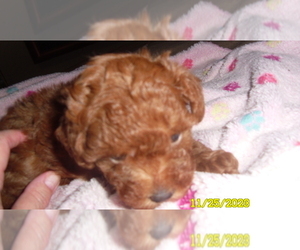 Poodle (Toy) Puppy for sale in DULUTH, GA, USA