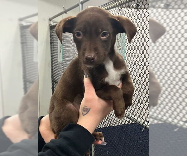Medium Photo #1 Labrador Retriever-Unknown Mix Puppy For Sale in Sterling, MA, USA