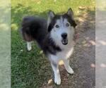 Small #2 Siberian Husky