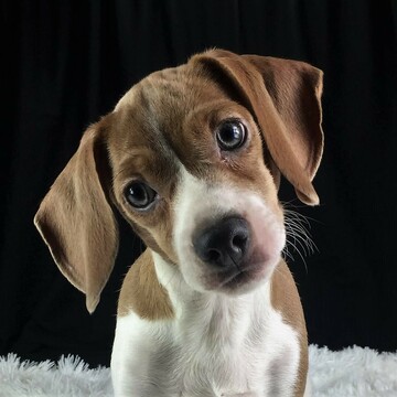 Medium Photo #2 Beagle Puppy For Sale in CHATTANOOGA, TN, USA