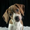 Small Photo #2 Beagle Puppy For Sale in CHATTANOOGA, TN, USA