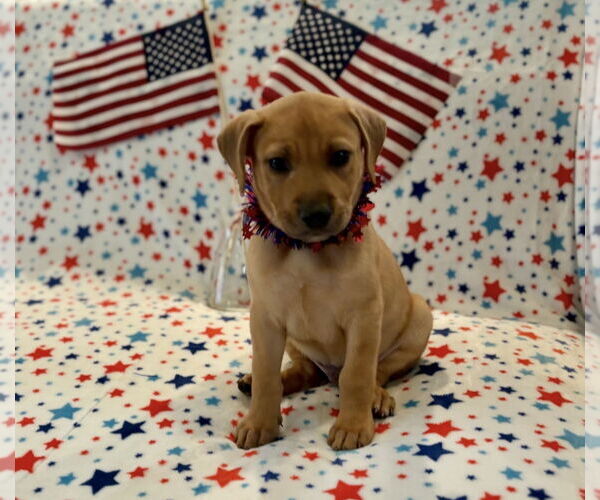 Medium Photo #10 Labrador Retriever-Unknown Mix Puppy For Sale in Houston, TX, USA