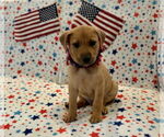 Small Photo #10 Labrador Retriever-Unknown Mix Puppy For Sale in Houston, TX, USA