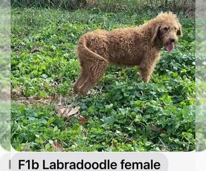 Labradoodle Dogs for adoption in Scottsboro, AL, USA