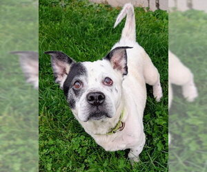 Mutt Dogs for adoption in Akron, OH, USA