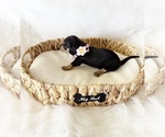 Small #8 Dachshund