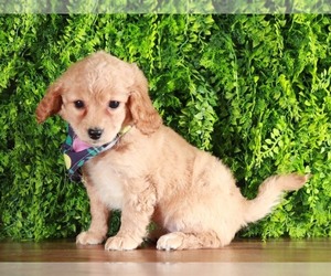 Bichon Frise-Cavapoo Mix Puppy for sale in MOUNT VERNON, OH, USA