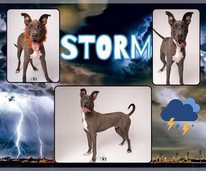 American Pit Bull Terrier-Unknown Mix Dogs for adoption in Pearland, TX, USA