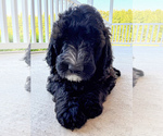 Puppy Puppy 4 Wonton Bernedoodle