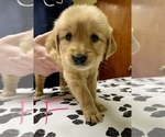 Small Photo #3 English Cream Golden Retriever Puppy For Sale in ROANOKE, IL, USA