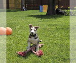 Small #10 Siberian Husky Mix