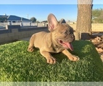 Small #2 French Bulldog