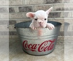 Small #3 French Bulldog