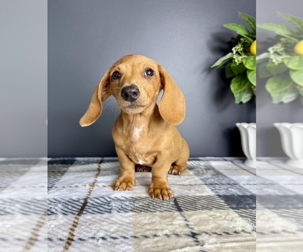Medium Photo #7 Dachshund Puppy For Sale in GREENFIELD, IN, USA
