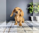 Small #6 Dachshund