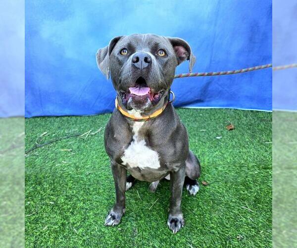 Medium Photo #2 Mutt Puppy For Sale in Long Beach, CA, USA