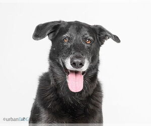 Labrador Retriever-Unknown Mix Dogs for adoption in Tampa, FL, USA