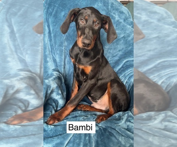 Medium Photo #9 Doberman Pinscher Puppy For Sale in POMEROY, OH, USA
