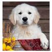 Small Photo #4 Golden Retriever Puppy For Sale in ARCADE, GA, USA