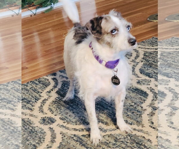 Medium Photo #3 Chihuahua-Parson Russell Terrier Mix Puppy For Sale in Princeton, MN, USA