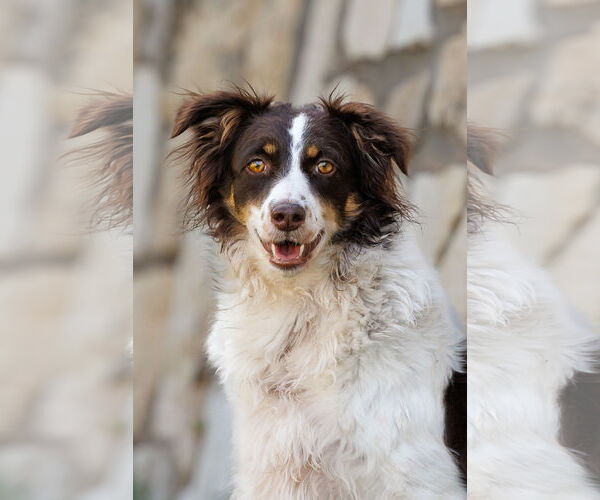 Medium Photo #1 Border-Aussie Puppy For Sale in McKinney, TX, USA
